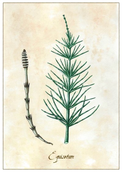 Equisetum, 2015 door Annalisa Morrocco