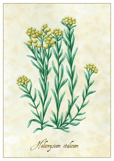 Helicrysium italicum door Annalisa Morrocco