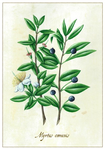 Myrtus communies, 2015 door Annalisa Morrocco