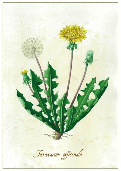 Taraxacum officinale door Annalisa Morrocco