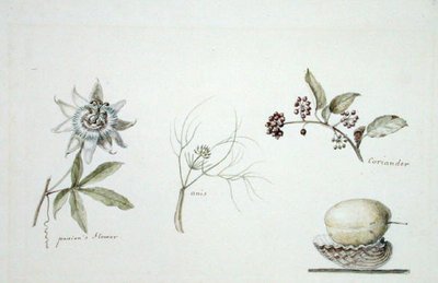 Passie bloem, anijs en koriander door Anne Marguerite Hyde de Neuville