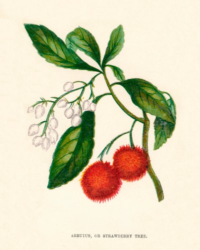 Arbutus, of Aardbeiboom, ca. 1891, 1891 door Anne Pratt