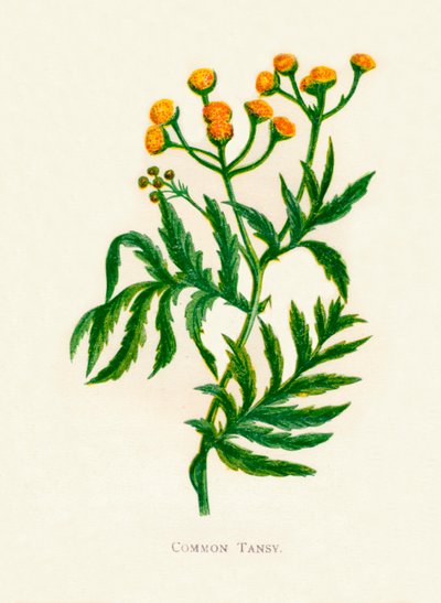 Gewone boerenwormkruid, c1891, 1891 door Anne Pratt