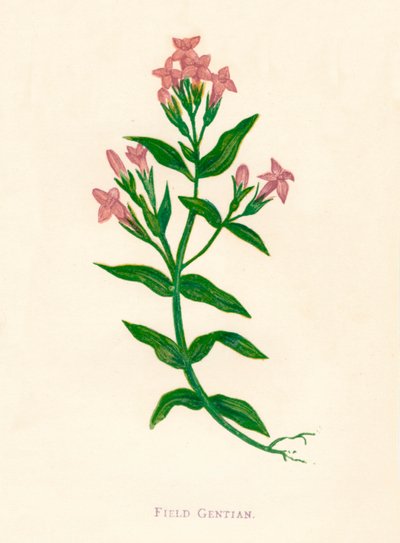 Veldgentiaan, ca. 1891, 1891 door Anne Pratt