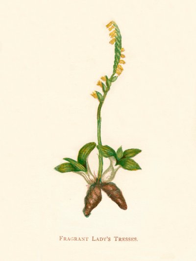 Geurige damesvlechten, ca. 1891, 1891 door Anne Pratt