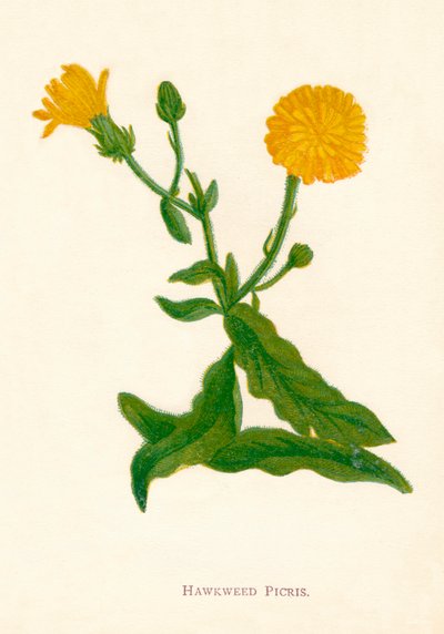 Havikskruid Picris door Anne Pratt