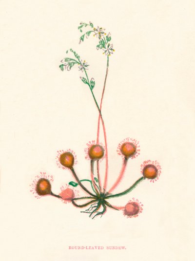 Rondbladige zonnedauw, ca. 1891 door Anne Pratt