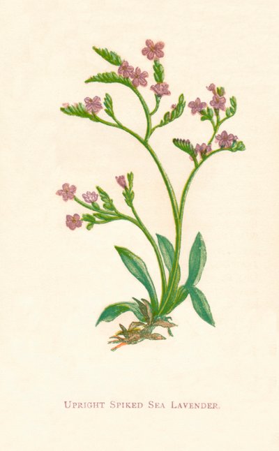 Rechte stekelige zeelavendel, ca. 1891 door Anne Pratt
