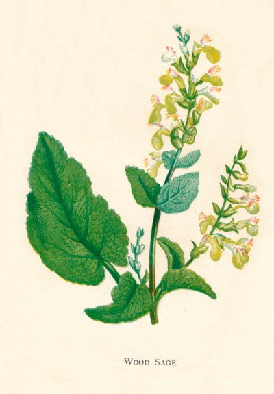 Houtsalie, ca 1891, 1891 door Anne Pratt