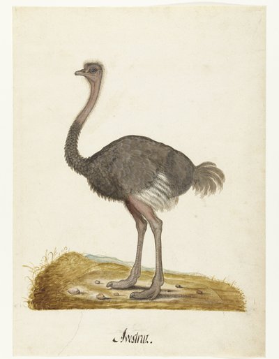 Struisvogel (Lombard album) door Anonymous
