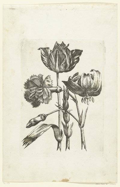 Anjer, tulp en lelie door Anonymous