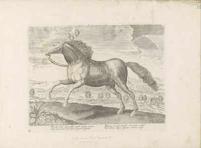 Arabisch paard door Anonymous