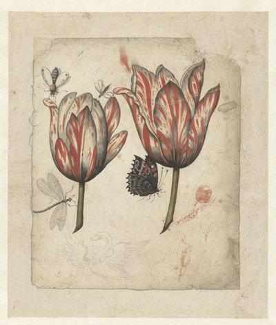 Blad met twee tulpen en enkele insecten door Anonymous