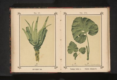Blad van een klein hoefblad en een blad van een groot hoefblad door Anonymous