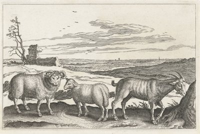 Bok en schapen door Anonymous