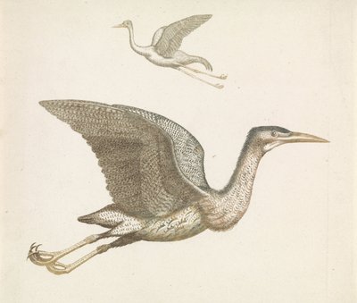 Boven een vliegende kraanvogel en onder een vliegende roerdomp door Anonymous