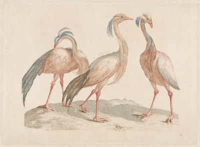 Drie Jufferkraanvogels door Anonymous