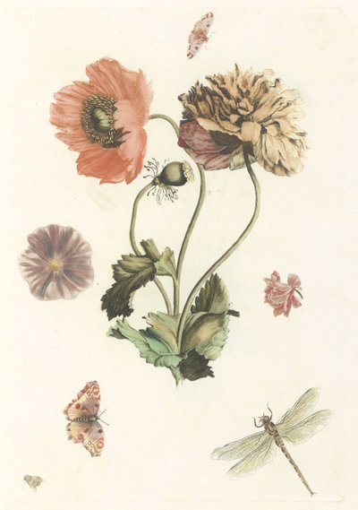 Drie papavers, twee vlinders, een vlieg en een libelle door Anonymous