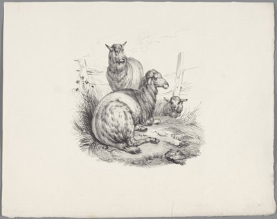 Drie schapen bij een hek door Anonymous