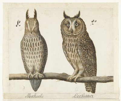 Dwergooruil en Ransuil (Lombard album) door Anonymous