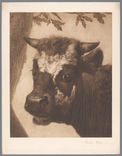 Detail van De stier door Paulus Potter door Anonymous