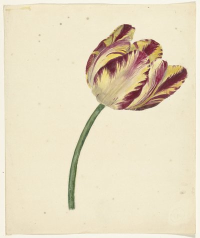 Geel-rode tulp door Anonymous