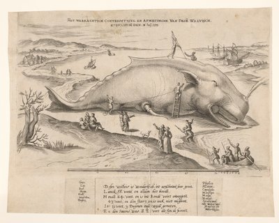 Gestrande walvis bij Antwerpen, 1577 door Anonymous