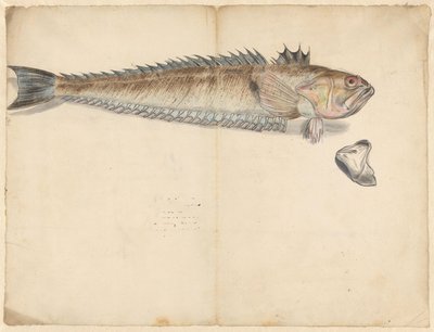 Grote pieterman (Trachinus Draco) door Anonymous