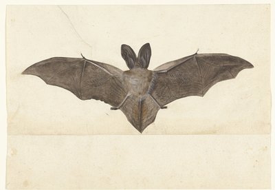 Grootoorvleermuis (Lombard album) door Anonymous