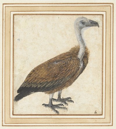 Jonge vale gier (Gyps fulvus) door Anonymous