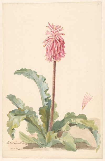 Kaapse Aletris in landschap met detail van stamper door Anonymous