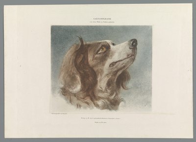 Kop van een hond door Anonymous