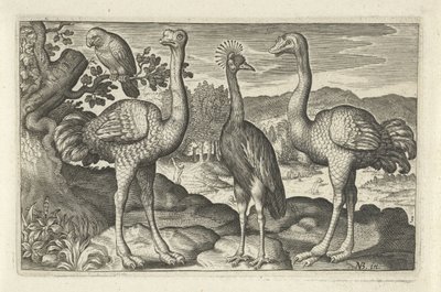 Kroonkraanvogel tussen twee struisvogels door Anonymous
