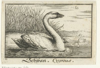 Landschap met zwaan door Anonymous