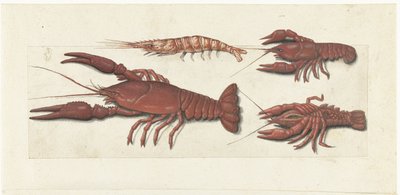 Langoustine, twee rivierkreeftjes en garnaal (Lombard album) door Anonymous