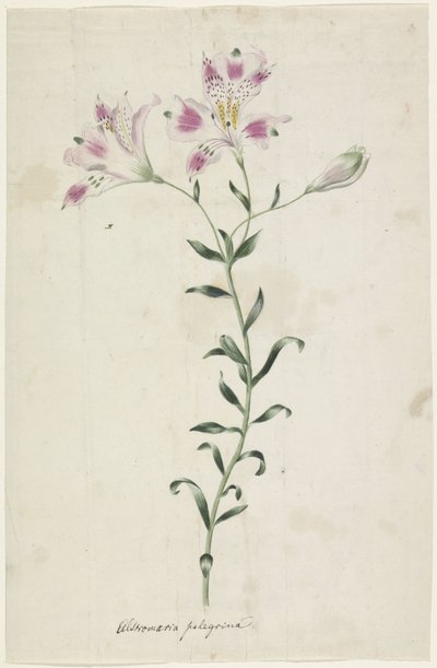 Lelie (Alstromaria Pelegrina) door Anonymous