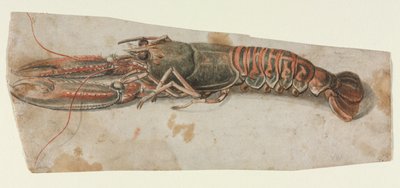 Kreeft (recto) door Anonymous