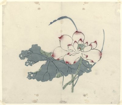 Lotus door Anonymous
