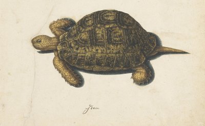 Moerasschildpad (Lombard album) door Anonymous