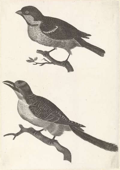 Mus op een tak naar links, daaronder een vogel met gekartelde bek door Anonymous