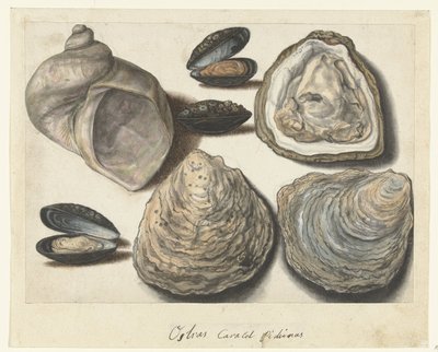 Oesters, Mosselen en Maanhoorn door Anonymous