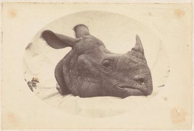 Ovaal beeld van een kop van een neushoorn door Anonymous