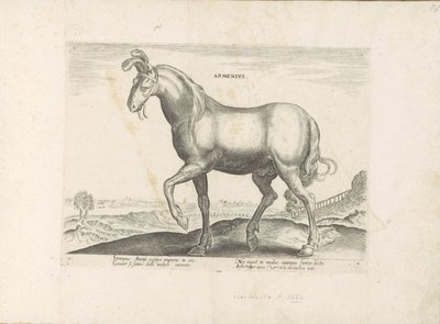 Paard uit Armenië door Anonymous
