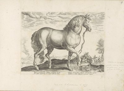 Paard uit Calabrië door Anonymous