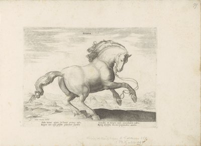 Paard uit Denemarken door Anonymous