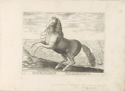 Paard uit Napels door Anonymous