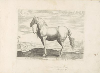 Paard uit Noord-Italië door Anonymous