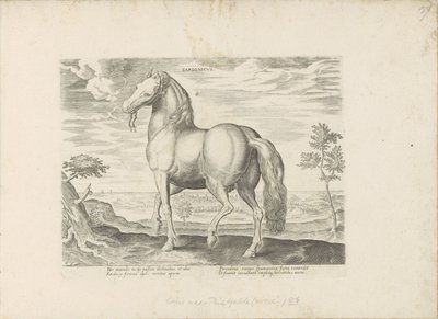 Paard uit Sardinië door Anonymous