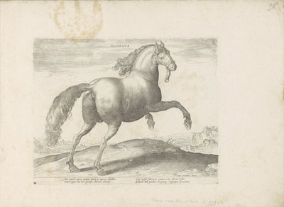 Paard uit Spanje door Anonymous