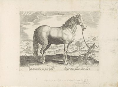 Paard uit Turkije door Anonymous